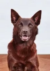 Koko