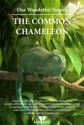 Cuda natury - Kameleon pospolity