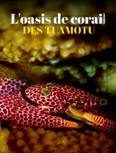 Koralowa oaza archipelagu Tuamotu