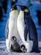 Snow Chick: A Penguin’s Tale