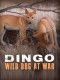 Dingo. Wróg czy przyjaciel?