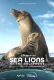 Lwy morskie z wysp Galapagos