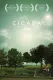 Cicada