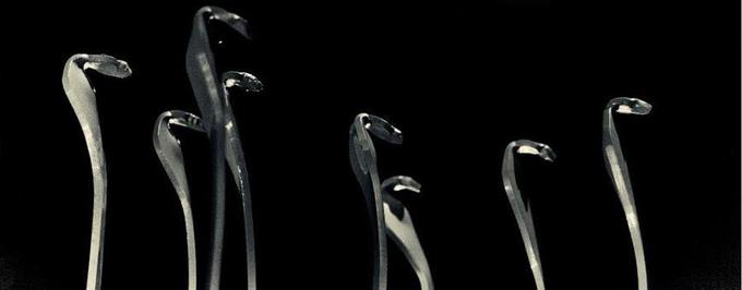     Obejrzyj ostatni w tym roku odcinek „Ilustrowanego Magazynu Wężowego”