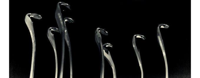     Rozdano nagrody Węże dla najgorszych polskich filmów