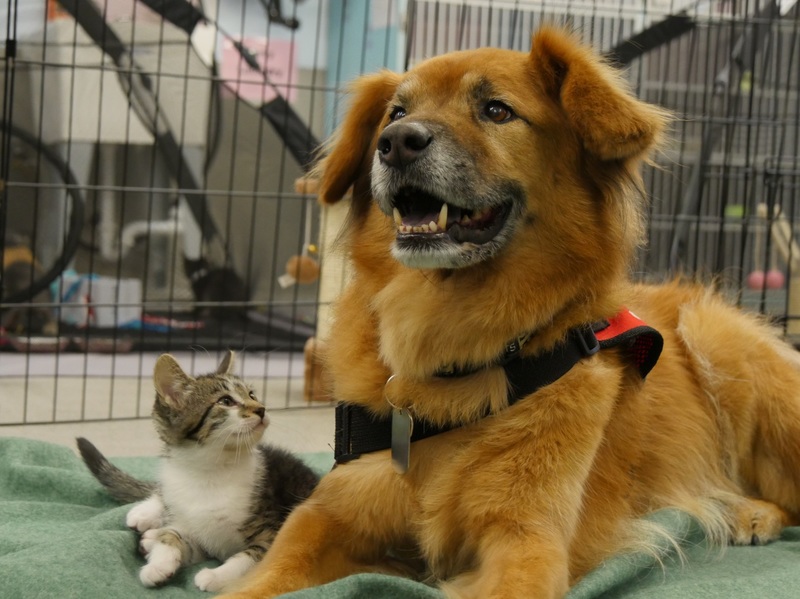     Kwietniowe premiery Nat Geo Wild