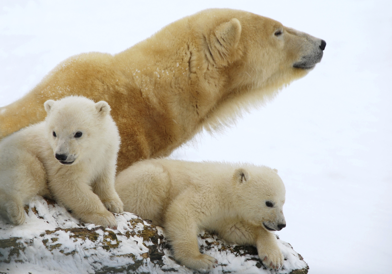     Lipiec na antenie Nat Geo Wild