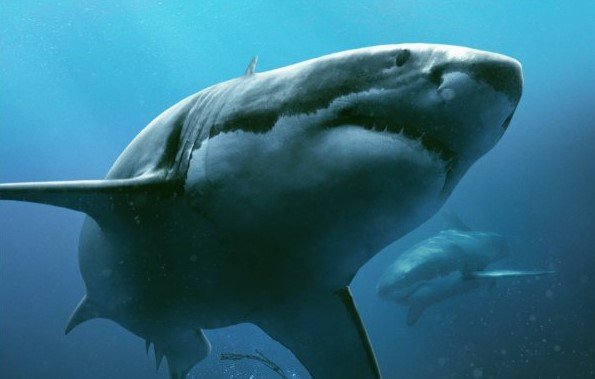 Będzie kontynuacja 47 Meters Down