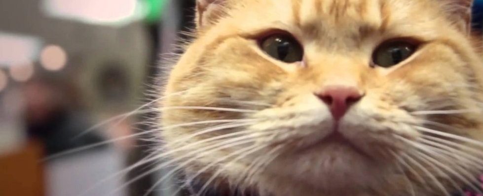 Kamera, akcja, miau! Kocie Hollywood