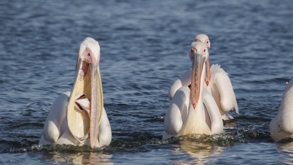 Drapieżni połykacze – nowy program na Nat Geo Wild