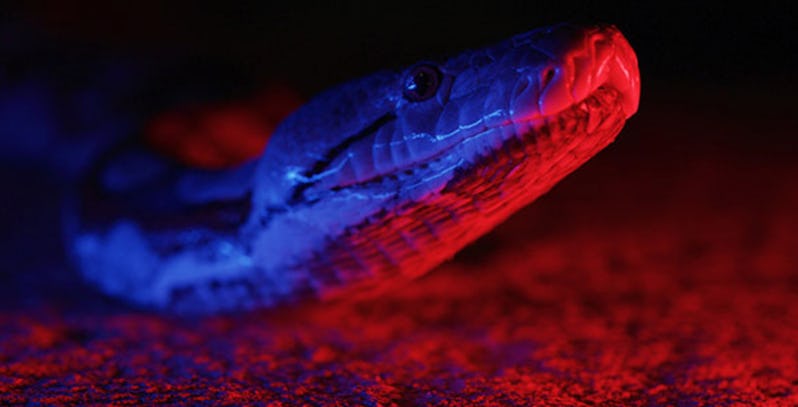     Serial przyrodniczy w klimacie horroru? Robert Kirkman i Nat Geo Wild łączą siły