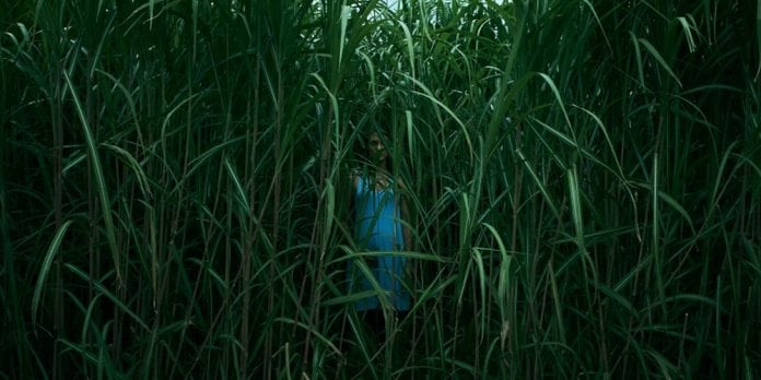     W wysokiej trawie - zwiastun filmu na podstawie prozy Stephena Kinga