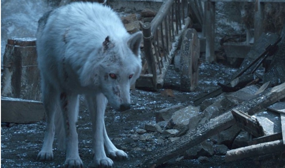     Gra o tron - tak wyglądał Duch na planie 8. sezonu