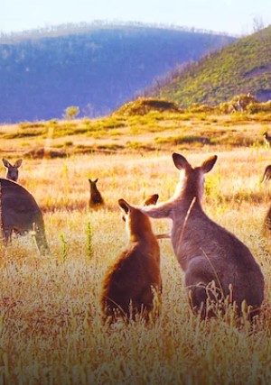     Dolina kangurów