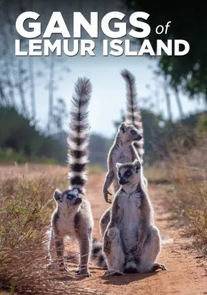     Gangi z Wyspy Lemurów