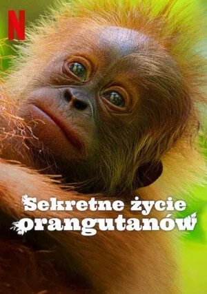     Sekretne życie orangutanów