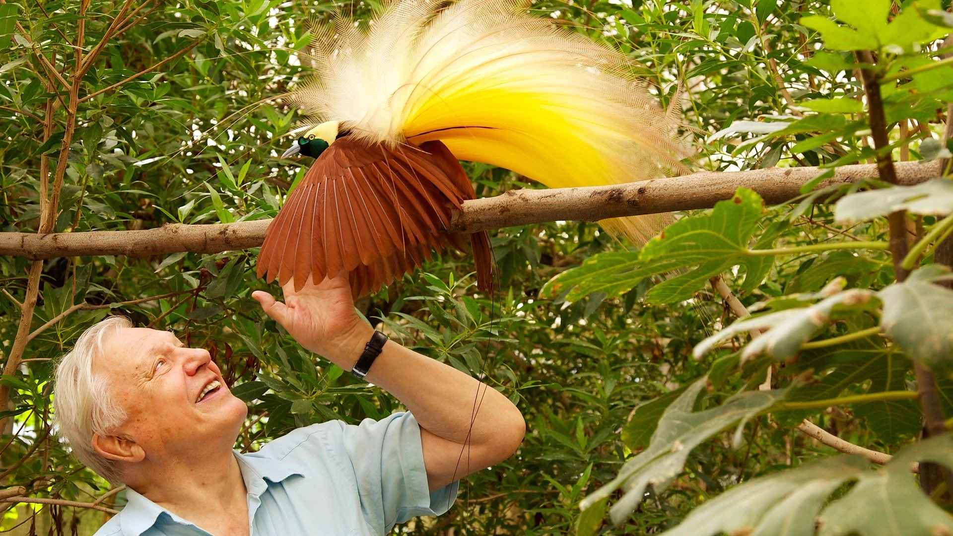 8. "David Attenborough w Raju"