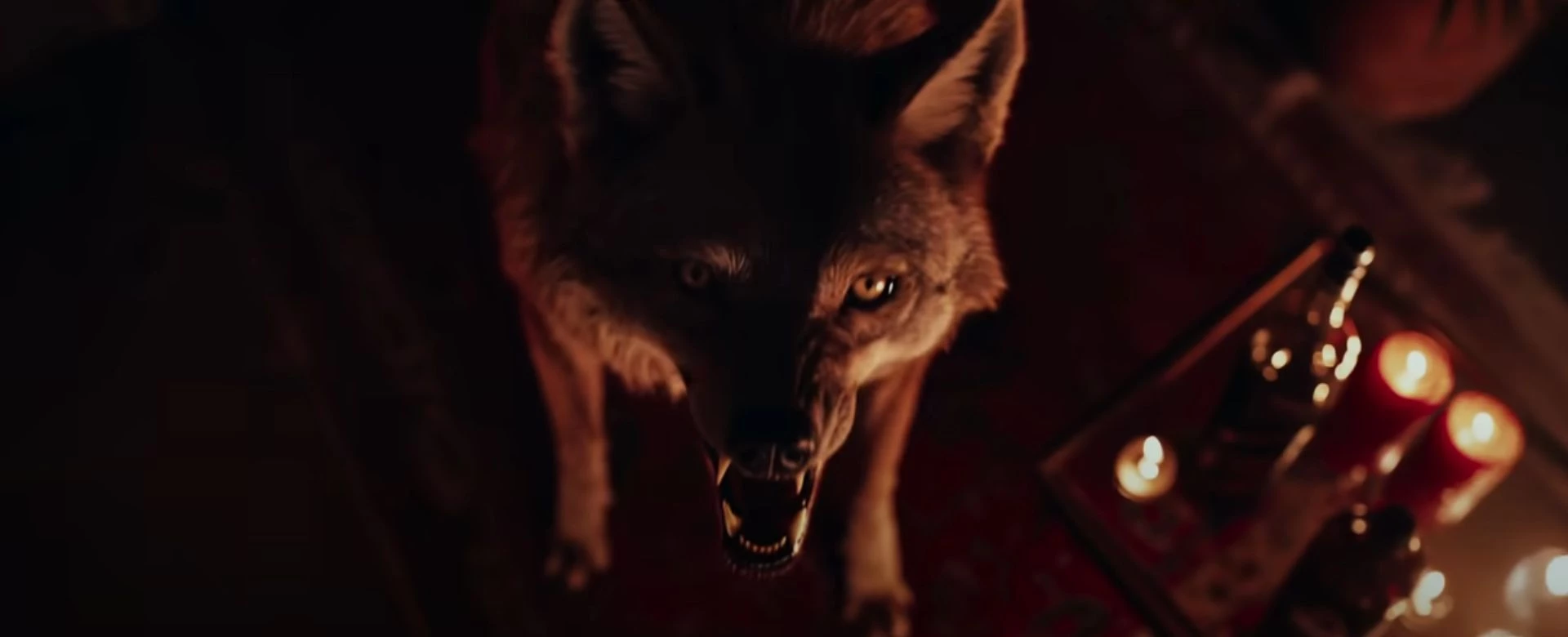 Coyotes