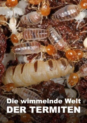     Świat według termitów
