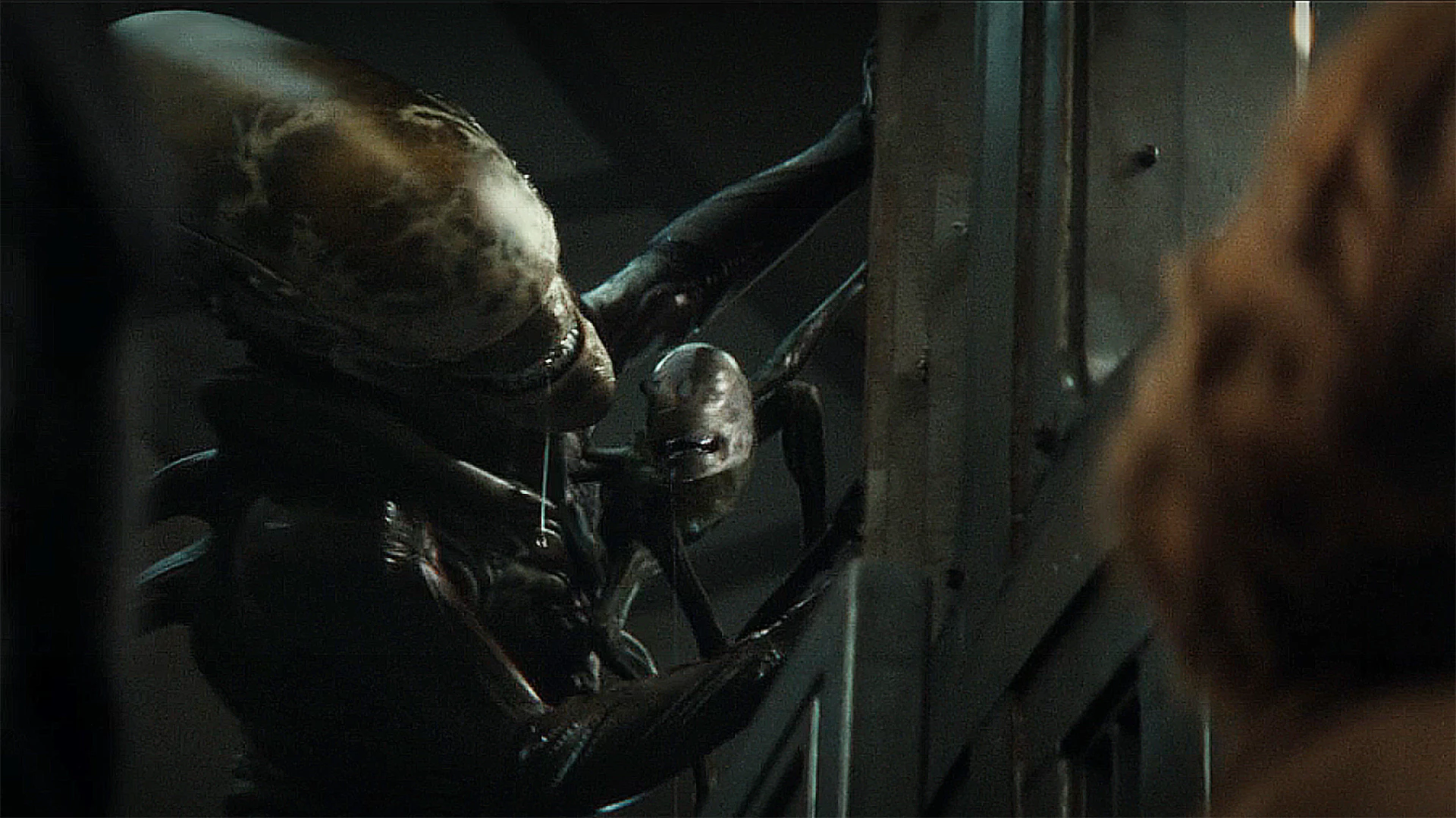 5. Mały ksenomorf