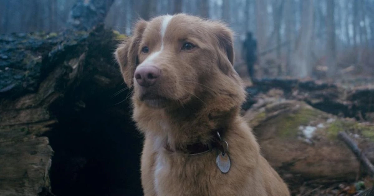 Good Boy (2025) - pies Indy. Historia opowiedziana jest z perspektywy czworonoga.