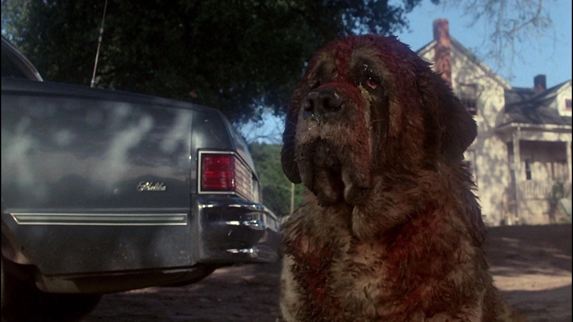 24. Cujo (Cujo)