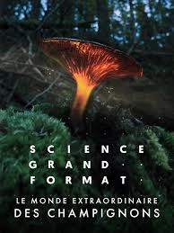     Zdumiewający świat grzybów