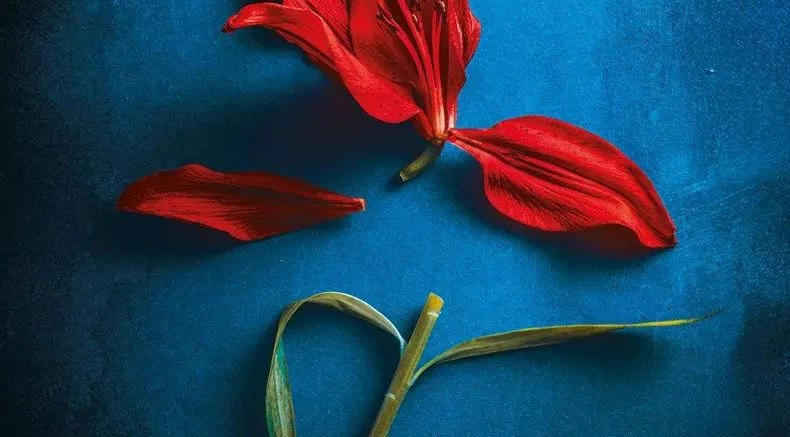 Obsesja - recenzja książki