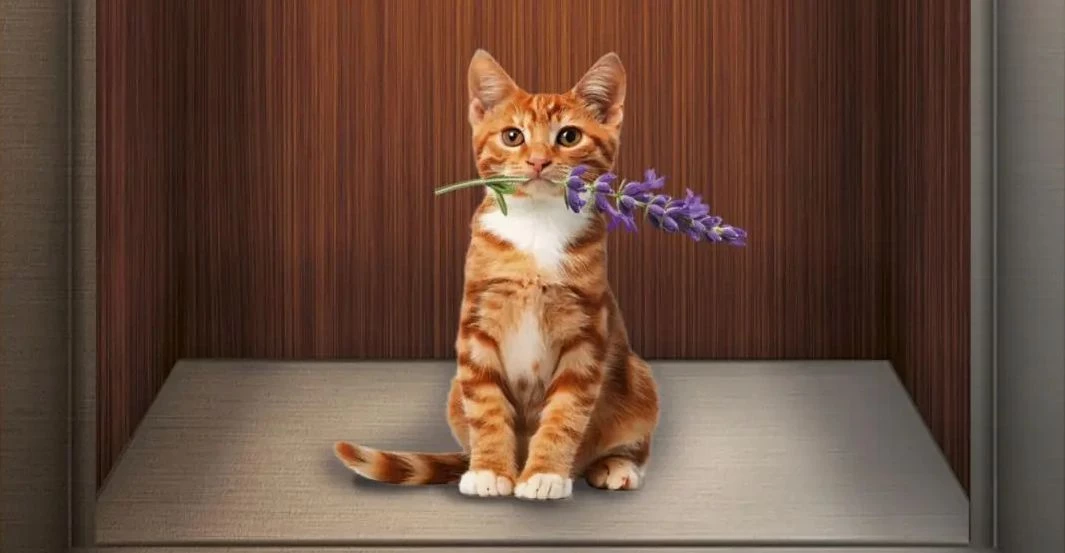 Winda do miłości - recenzja książki