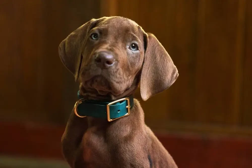 "To nie mój Scooby-Doo" - krzyczy Internet. Kontrowersje i spór o rasę